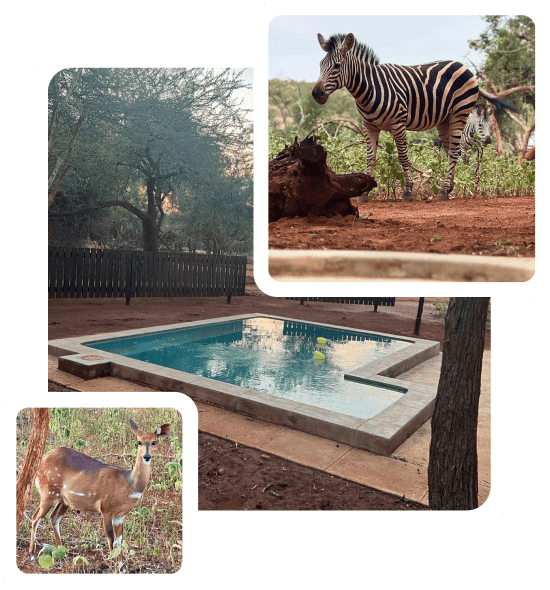 zebra, pool, bokkie